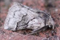 Trichiura crataegi