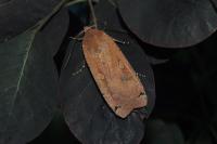 Noctua pronuba