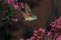 Macroglossum stellatarum