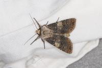 Agrotis puta