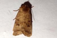 Hoplodrina octogenaria