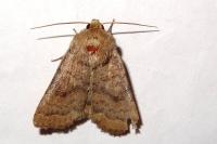 Hoplodrina octogenaria