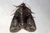 Cryphia algae