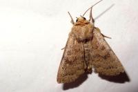 Hoplodrina octogenaria