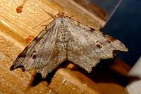 Macaria alternata