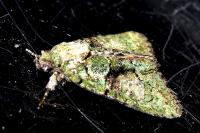 Cryphia algae