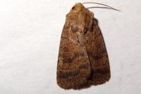 Hoplodrina octogenaria