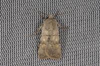 Euxoa decora simulatrix