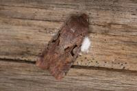 Orthosia gothica