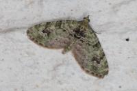 Chloroclystis v-ata