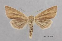 Sedina buettneri
