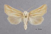 Oria musculosa