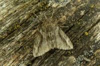 Thera cupressata