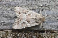 Lacanobia blenna