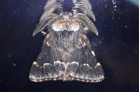 Poecilocampa populi populi