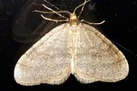 Operophtera brumata