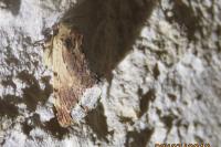 Ptilodon cucullina