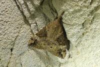Hypena obsitalis