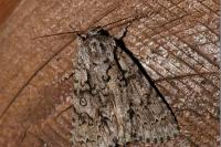 Acronicta auricoma