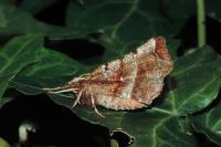 Selenia dentaria