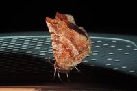 Selenia dentaria