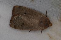 Conistra erythrocephala