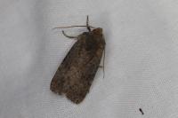 Conistra staudingeri