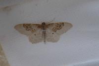 Idaea rusticata