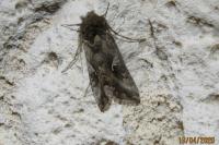 Autographa gamma