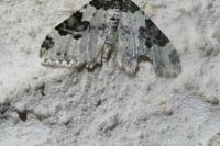 Xanthorhoe fluctuata
