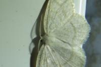 Cabera exanthemata