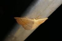 Cyclophora suppunctaria