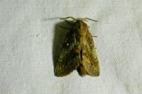 Dendrolimus pini pini