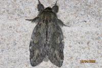 Peridea anceps