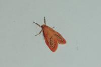 Miltochrista miniata
