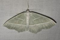 Campaea margaritaria