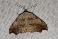 Laspeyria flexula