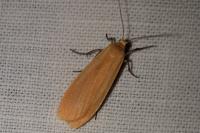 Wittia sororcula