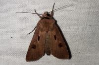 Agrotis exclamationis exclamationis