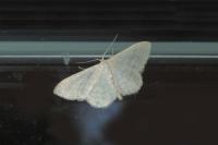Idaea subsericeata