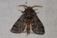 Thaumetopoea pityocampa