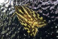 Emmelia trabealis