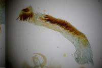 Hoplodrina octogenaria
