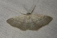Idaea subsericeata