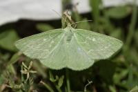 Thetidia smaragdaria