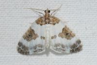 Plemyria rubiginata