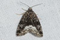 Deltote pygarga