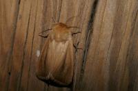 Sesamia nonagrioides