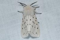 Spilosoma lubricipeda