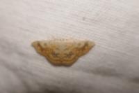 Cyclophora annularia